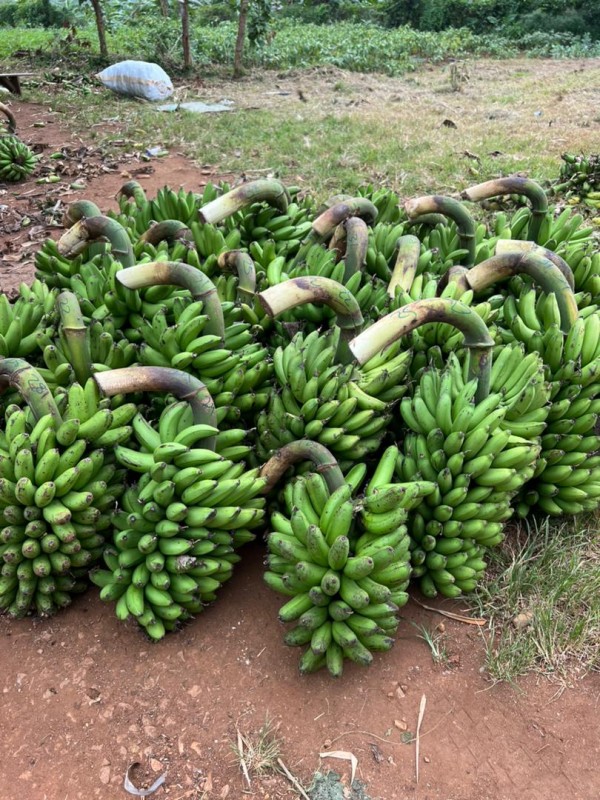 Green banana from Uganda