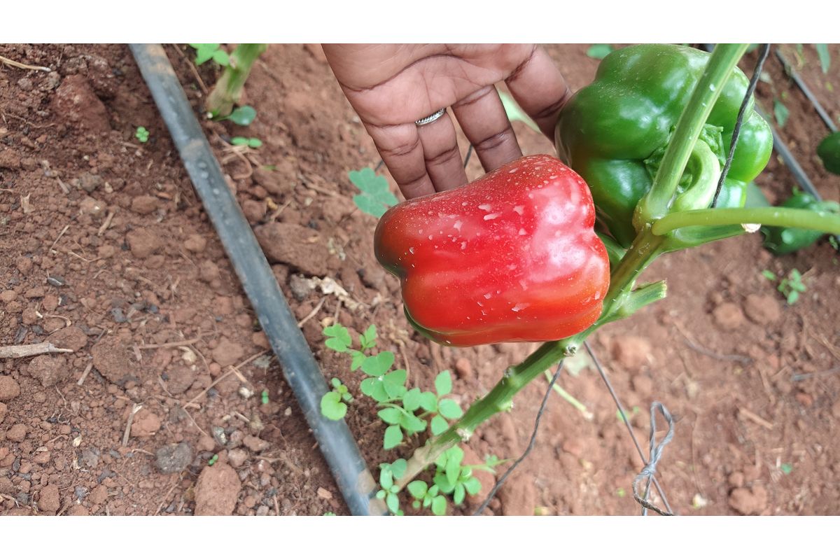 Yellow Red and Green bell pepper from Uganda