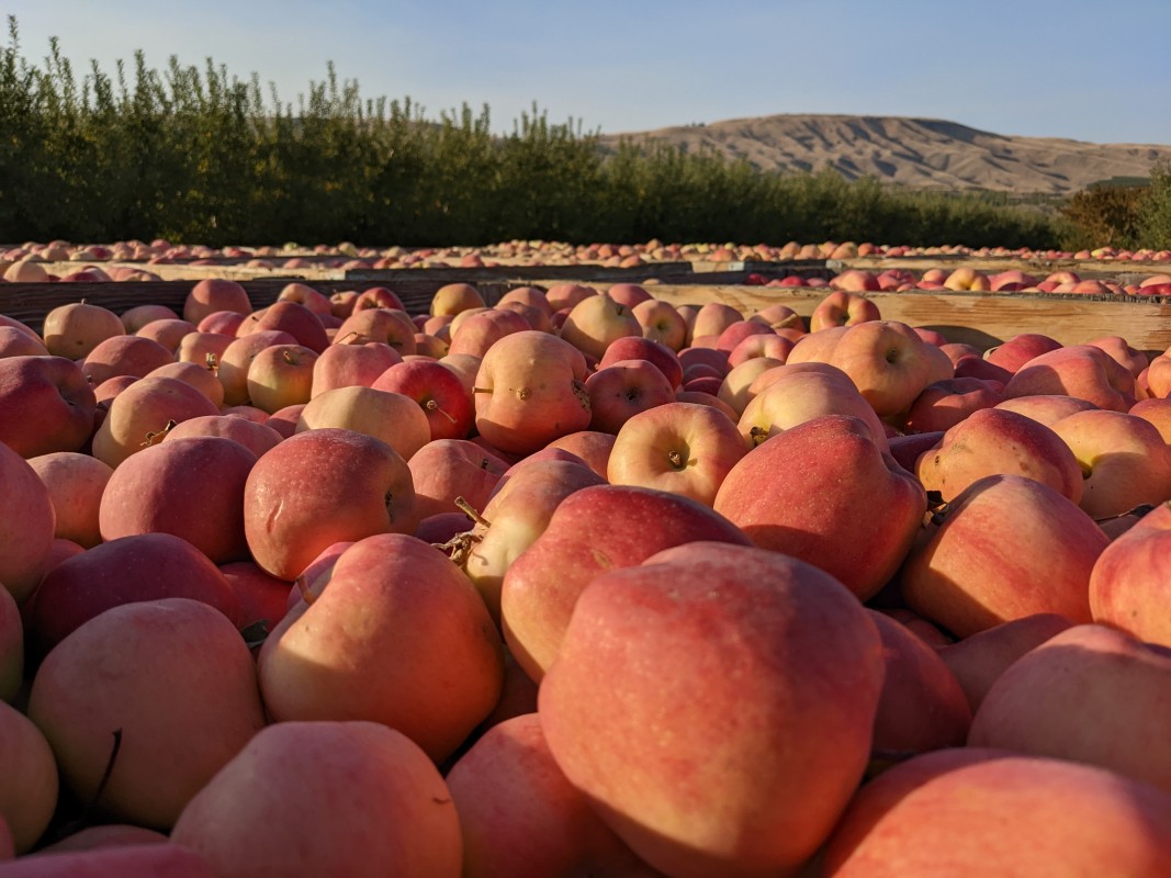 Ambrosia Apples from US