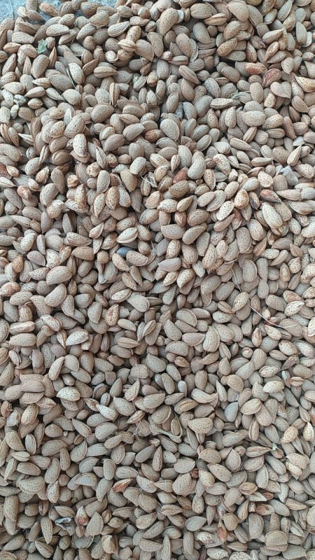 Almond from Uzbekistan