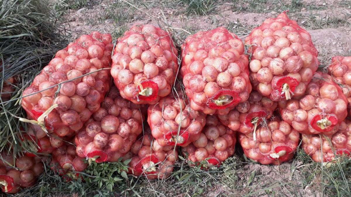 Лук from Uzbekistan