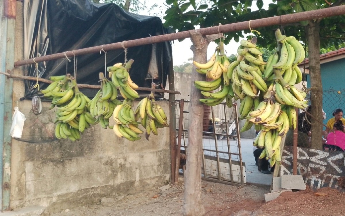 Plátano from ---