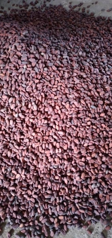 Cocoa beans from from ---