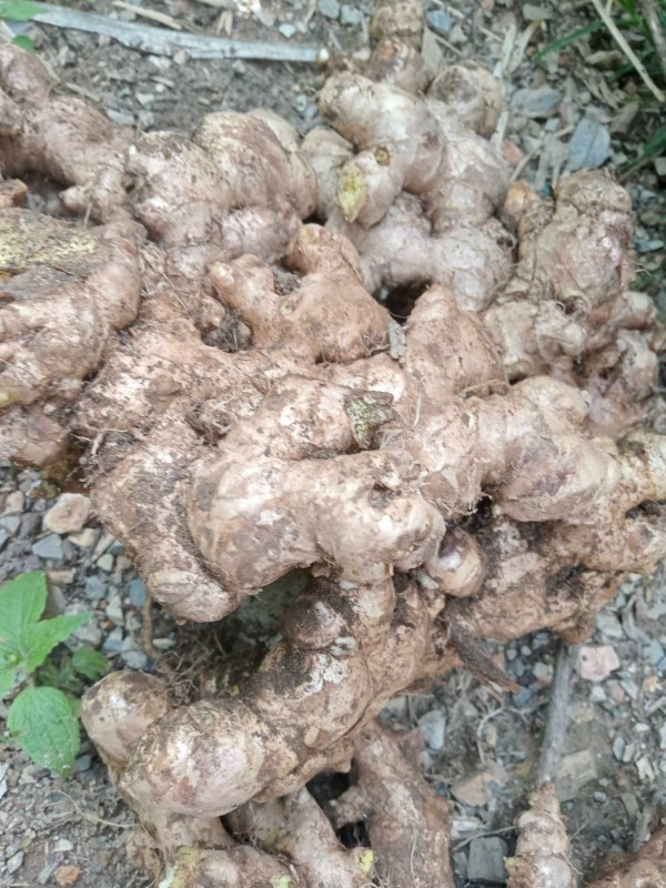 fresh ginger from Vietnam