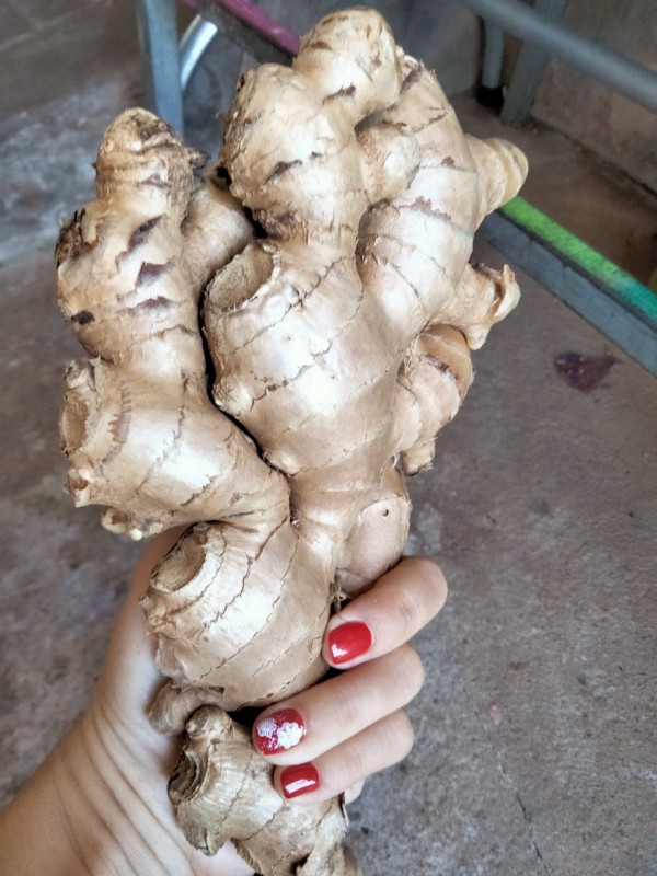 Ginger From Viet Nam from Vietnam