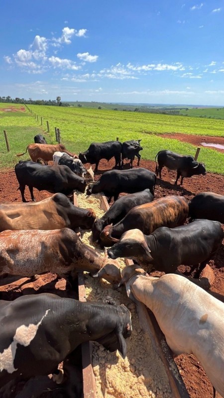 Beef from South Africa