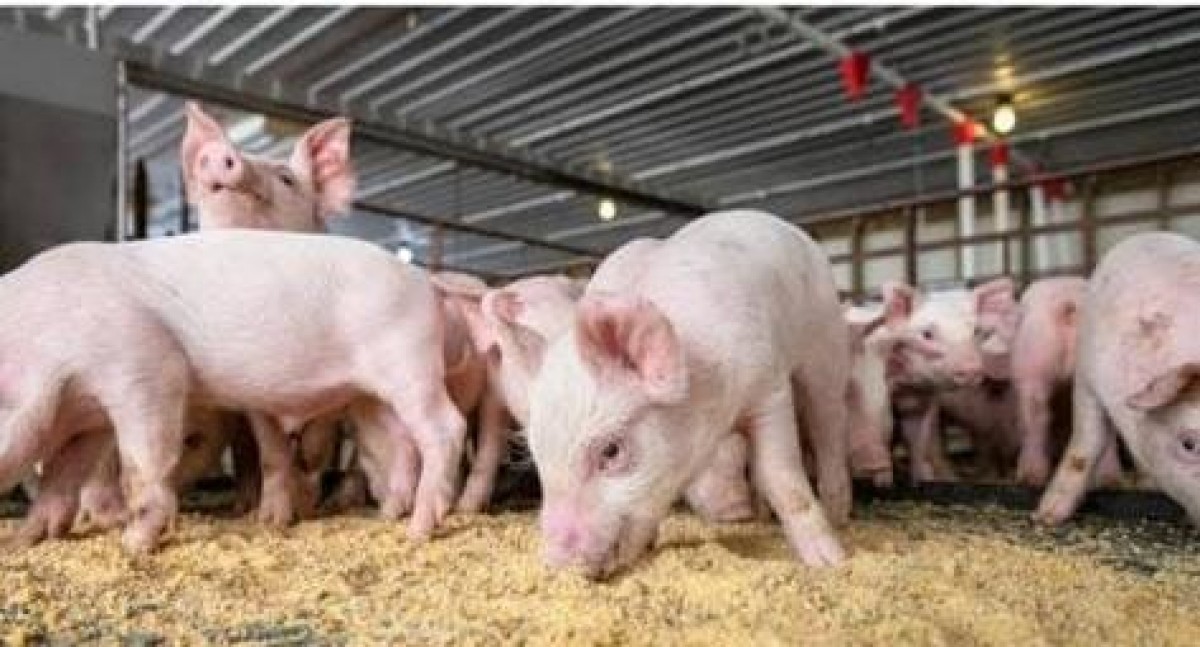 Iive-Pigs from South Africa