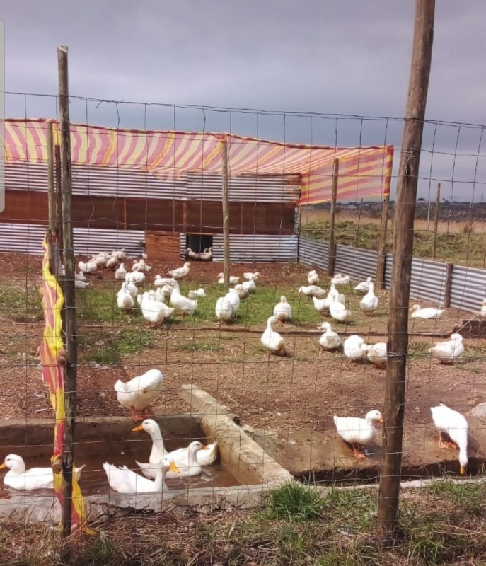 BIO-GEFRORENE ENTE GANZ from Südafrika