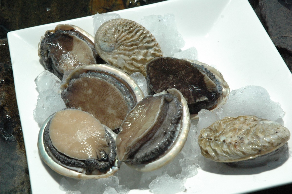 Cultivated Abalone from South Africa