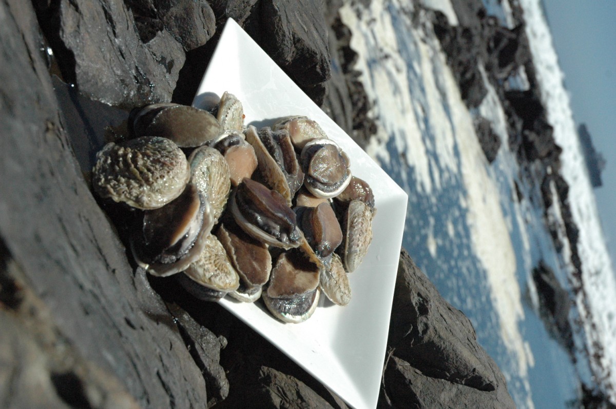 Cultivated Abalone from South Africa