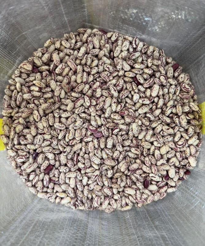 Speckled Beans for Sale from South Africa