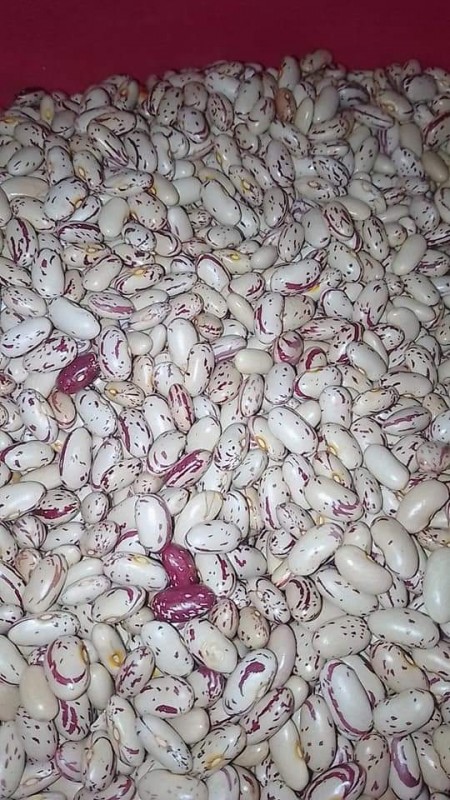 Red Speckled Beans from Sudafrica