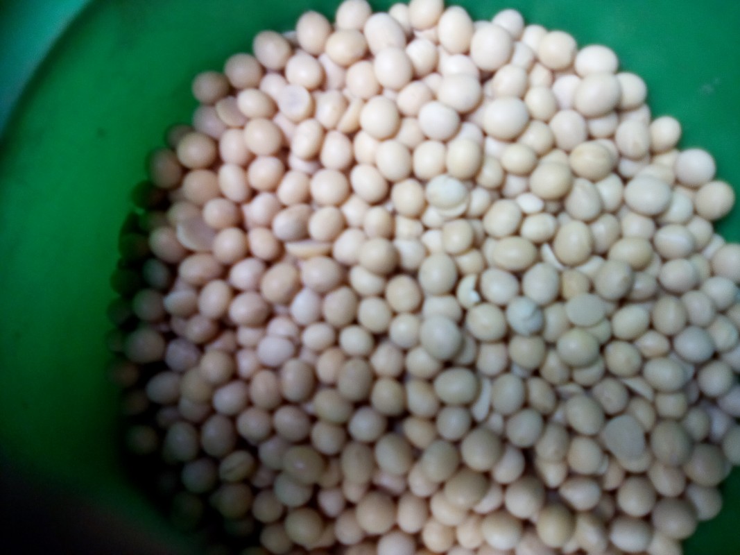 Soya Beans from Sudafrica