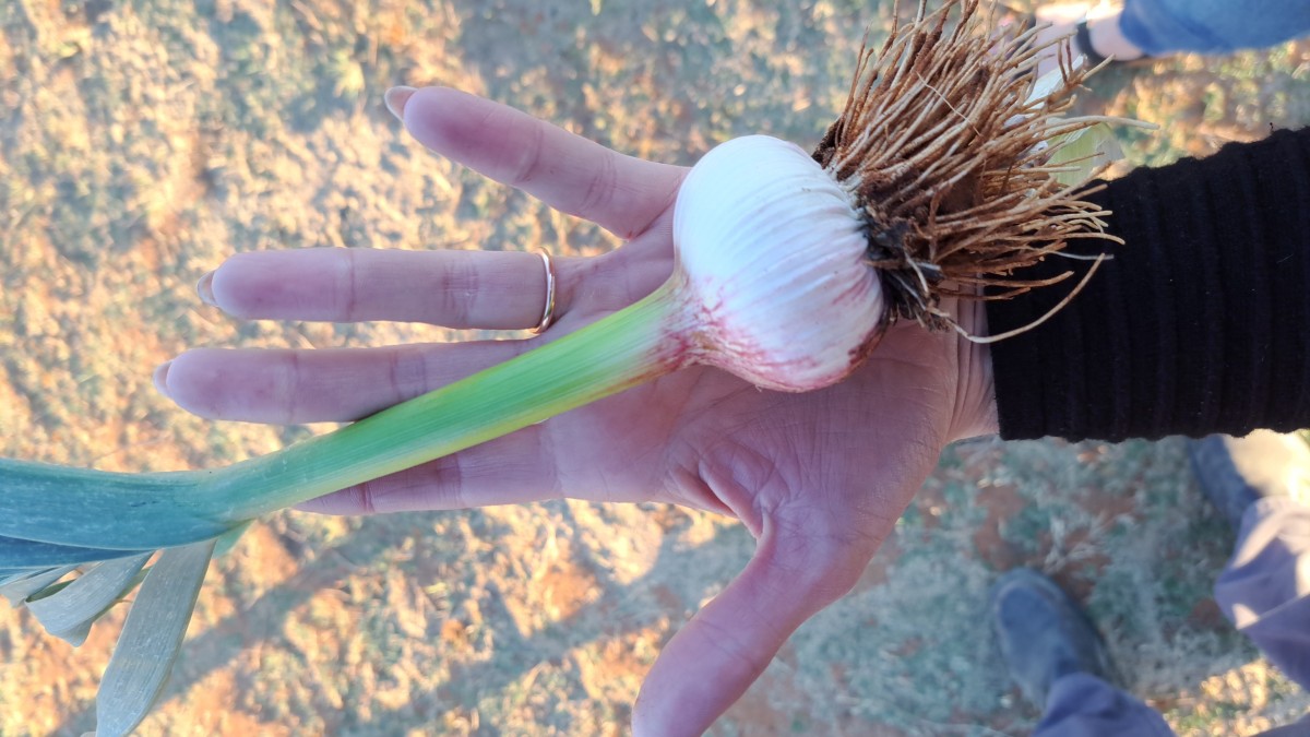 Egyptian pink garlic from South Africa