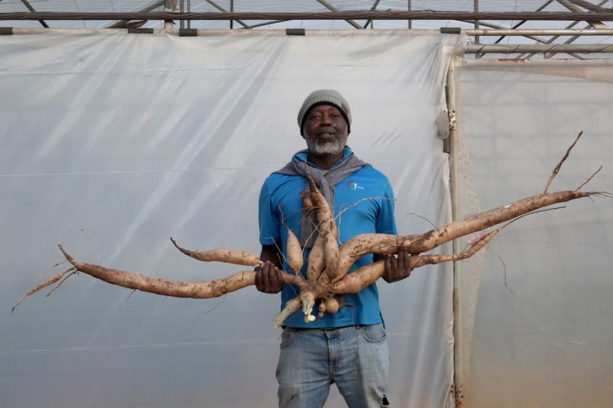 Cassava from South Africa