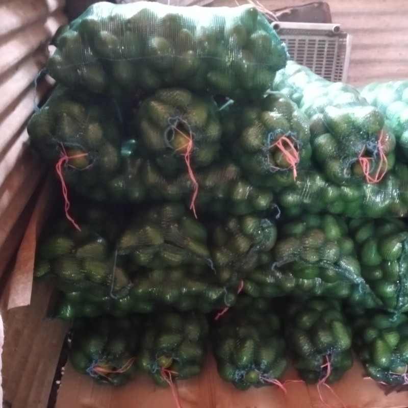Avocado Feurte from Sudafrica