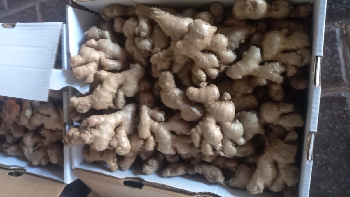 Ginger from South Africa