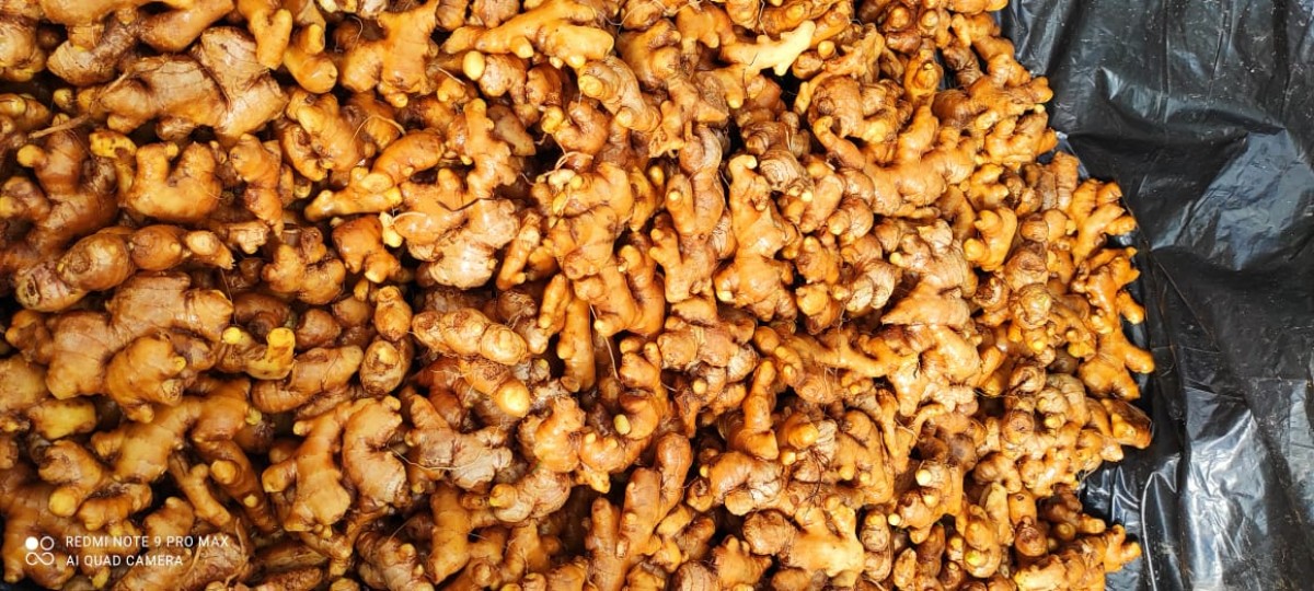 Ginger Roots from South Africa