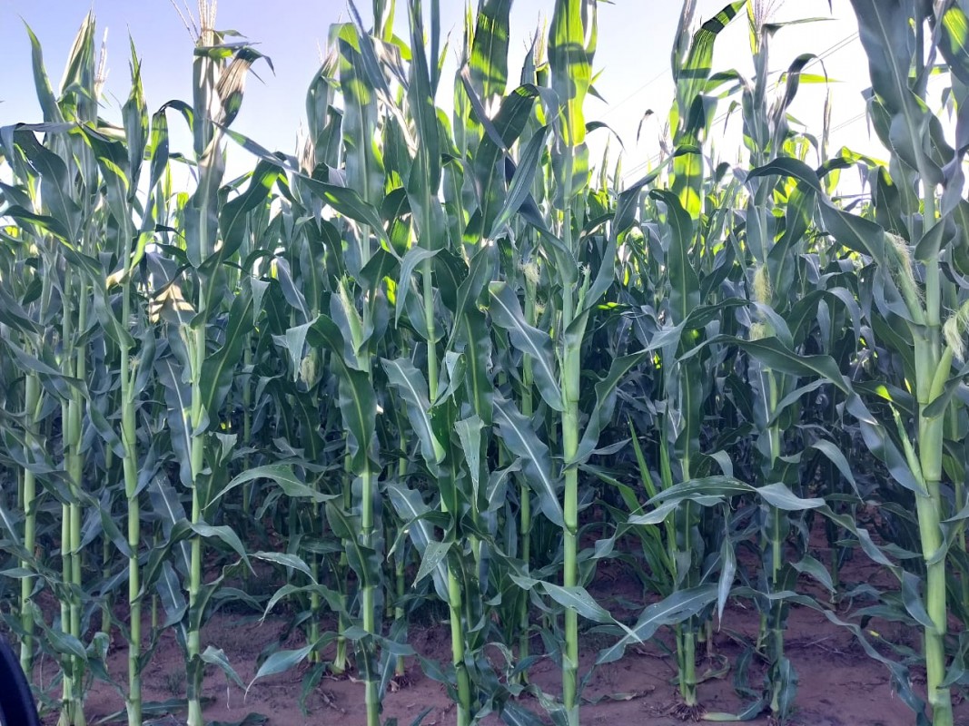Maize from South Africa