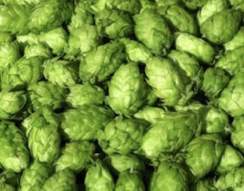 Hop Extract from South Africa