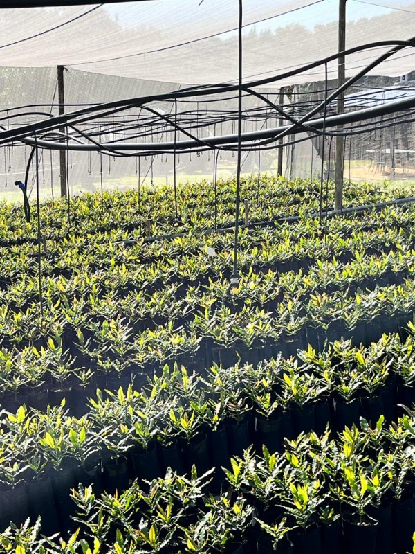 Macadamia seedlings from Sudafrica