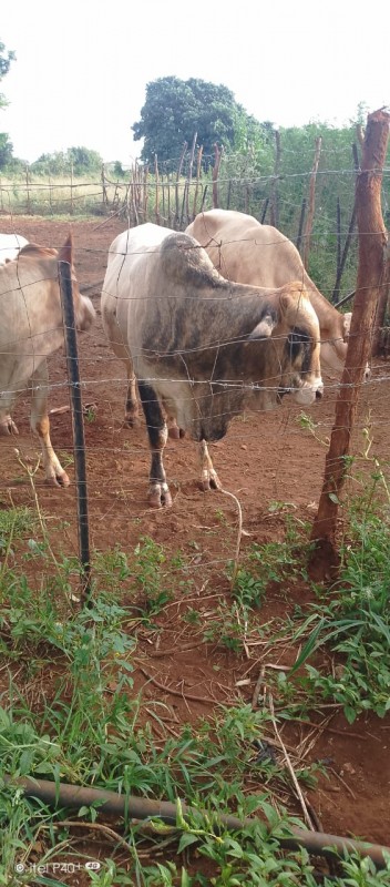 American brahman from Zambia
