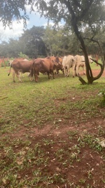Breeding Cattle Brahman from Zambia
