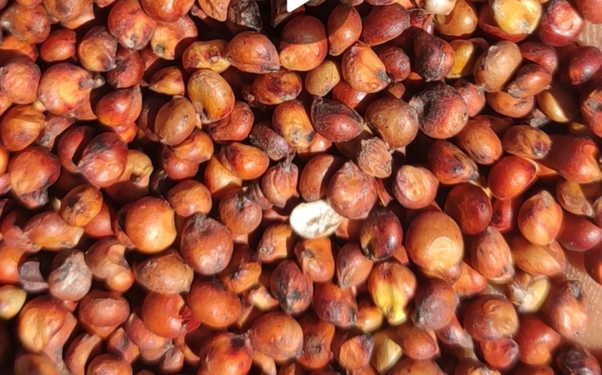 Sorgo vermelho from Zâmbia