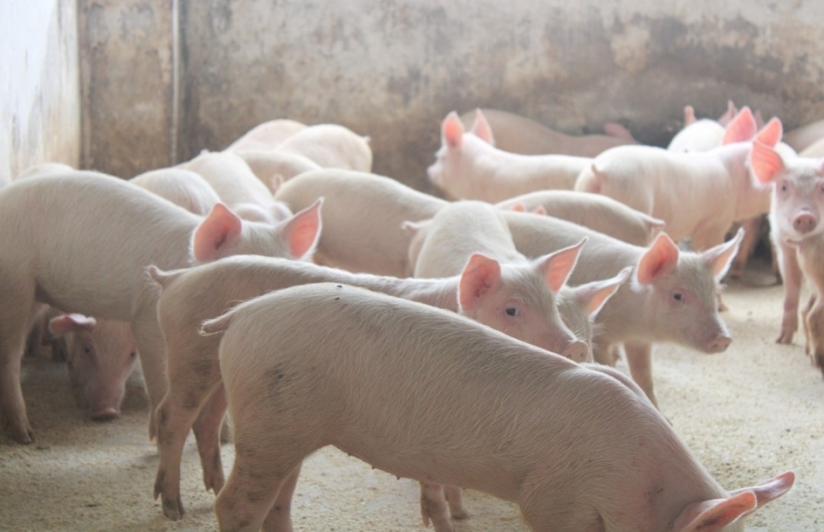 PIG Carcasses from Zambia
