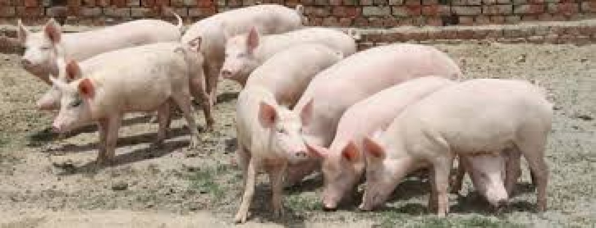 pig from Zambia