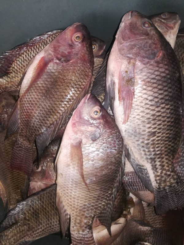Kariba Red Breams from Sambia