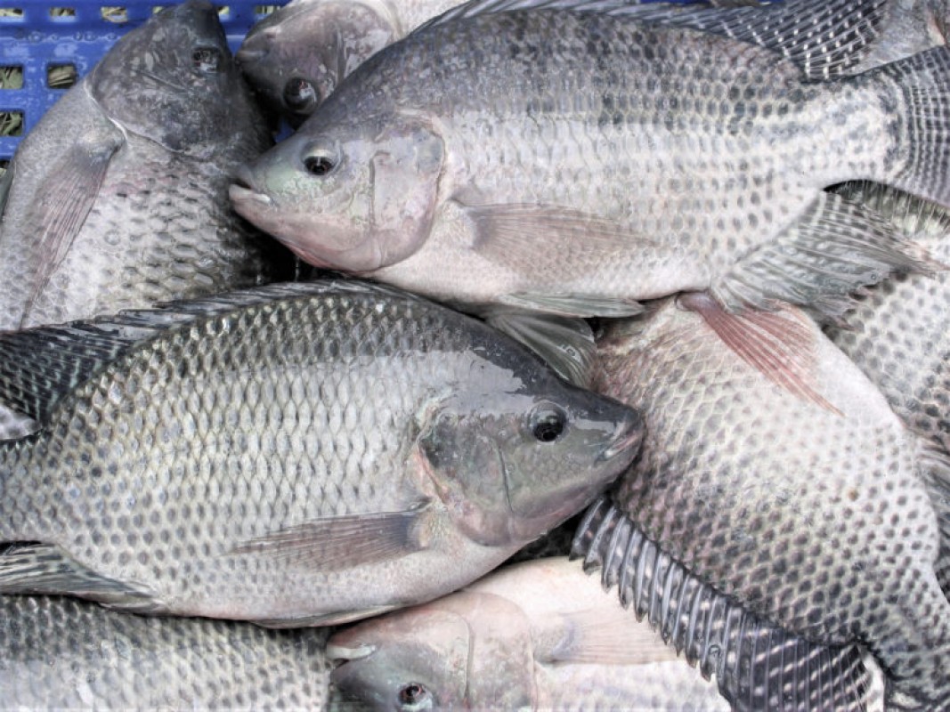 Tilapia from Zambia