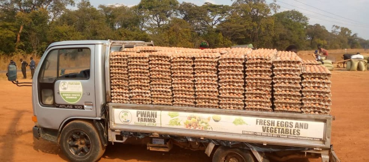 Eggs from Zambia