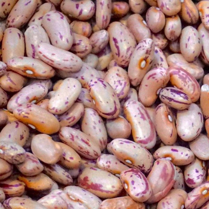 Sugar Beans from Zambia