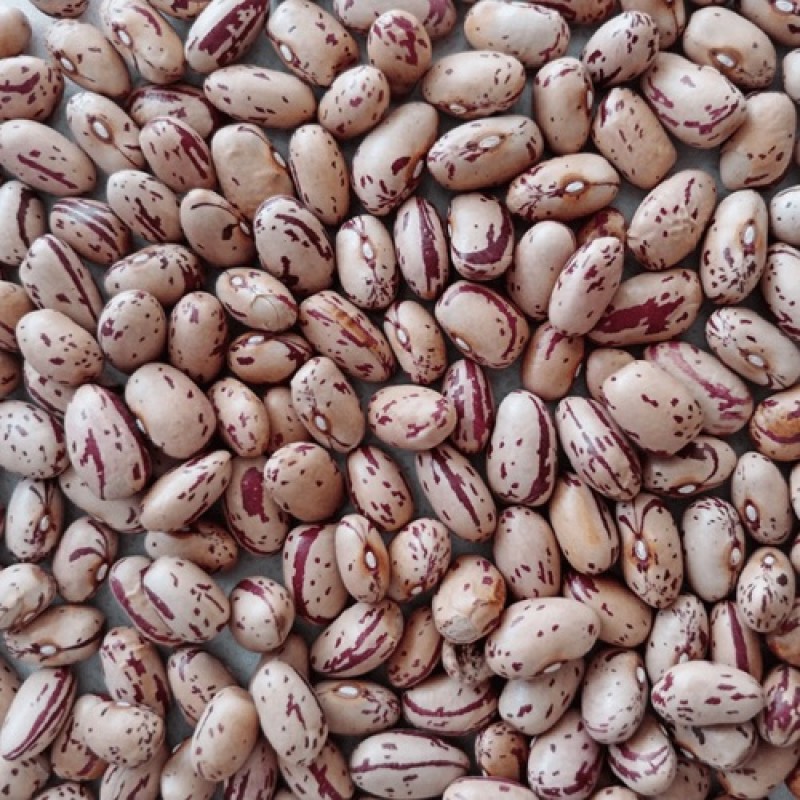 Sugar Beans from Zambia