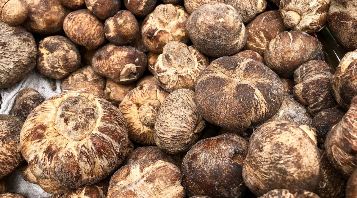 Kalahari Truffles from Zambia