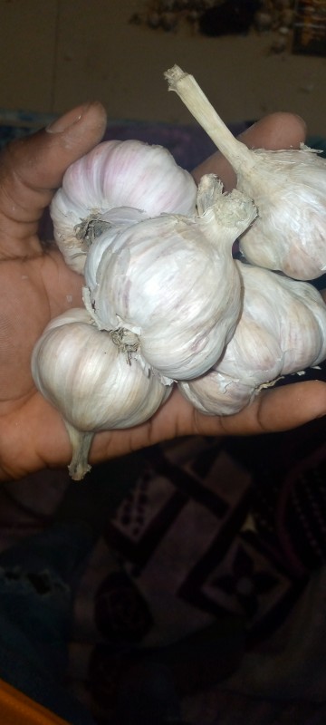 Local garlic from Zambia