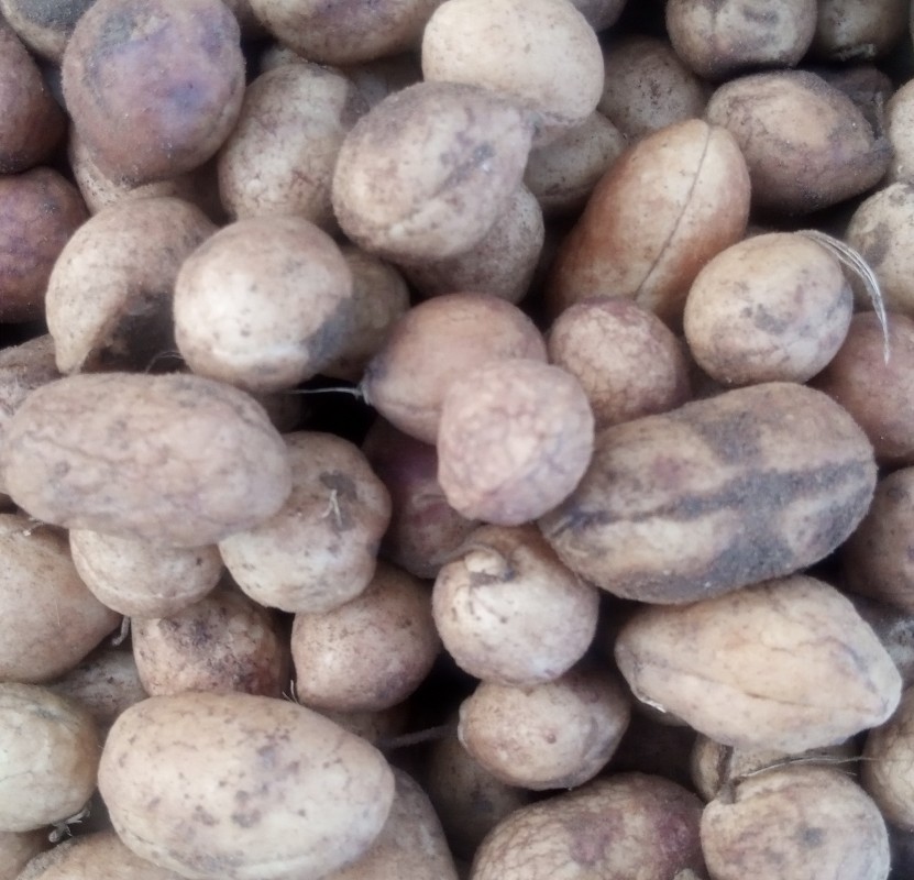 Bambara nuts from Zambia