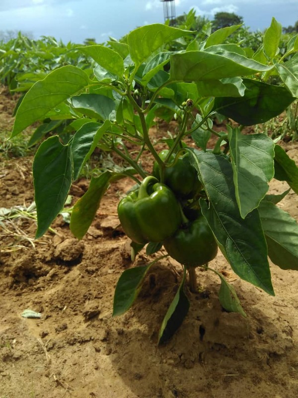 Green peppers from Zambia