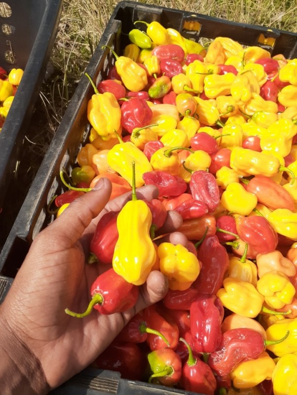 Cabai Habanero from Zambia