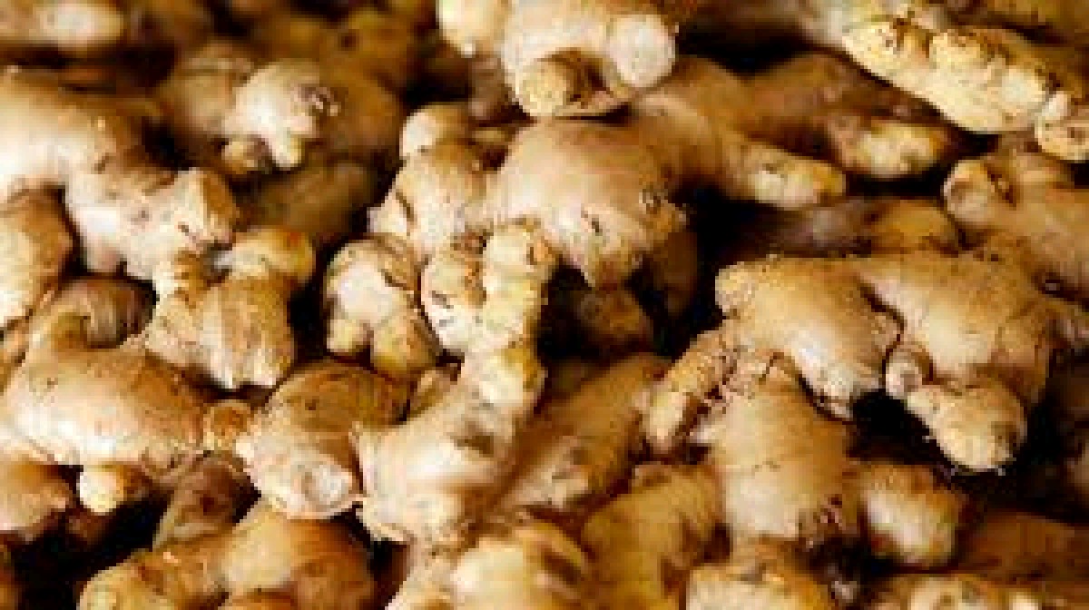 Ginger from Zambia
