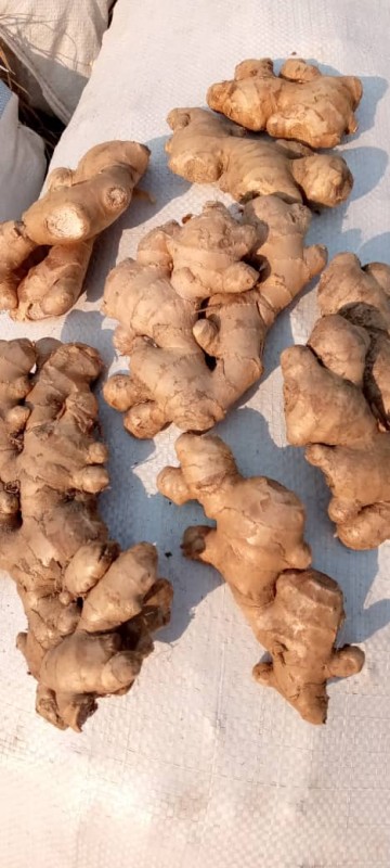 Fresh Ginger from Zambia