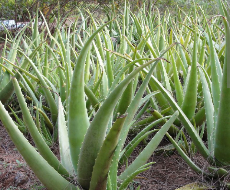GEL DE BABOSA (ALOE VERA) from Zâmbia