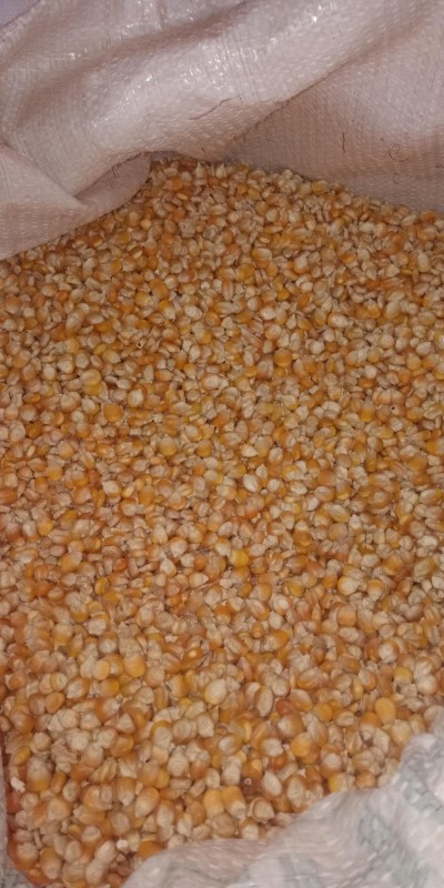 White Maize/Orange maize from Zambia