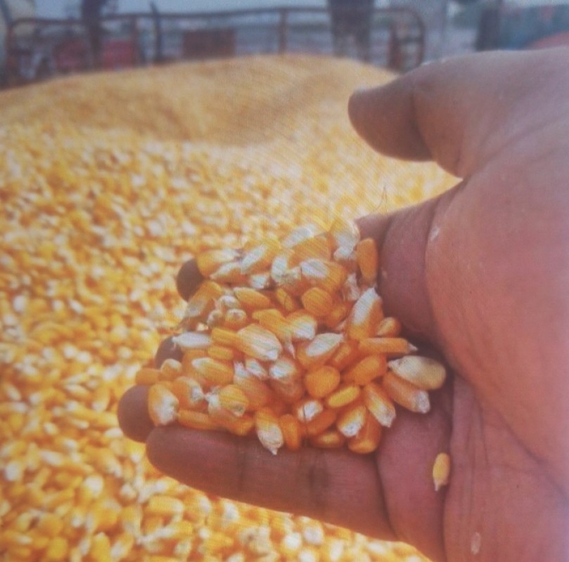 Maize Corn from Zambia