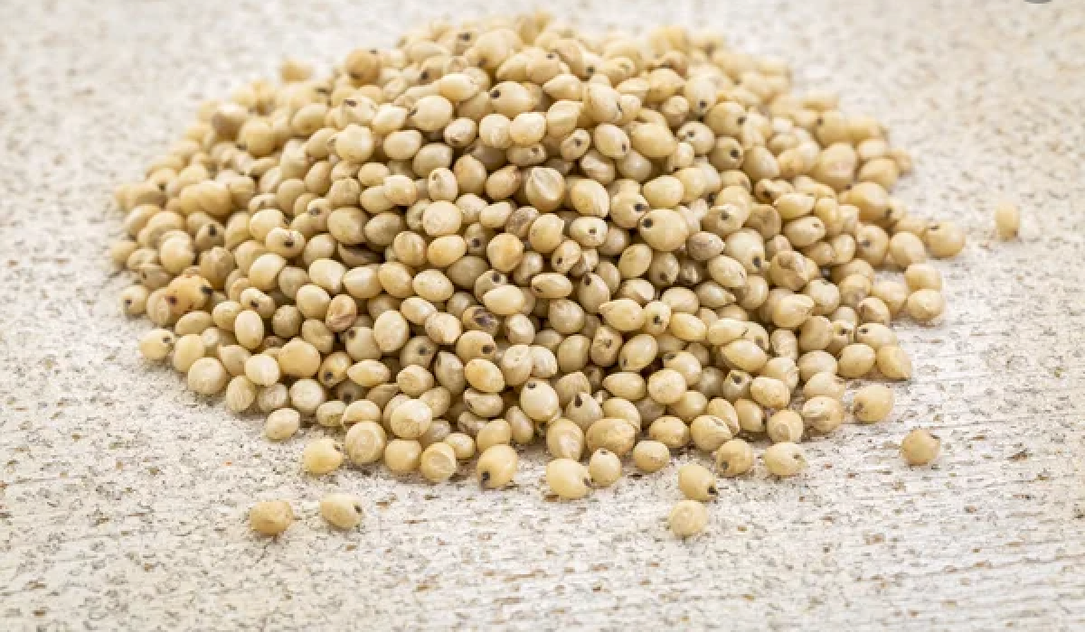 White sorghum from Zambia