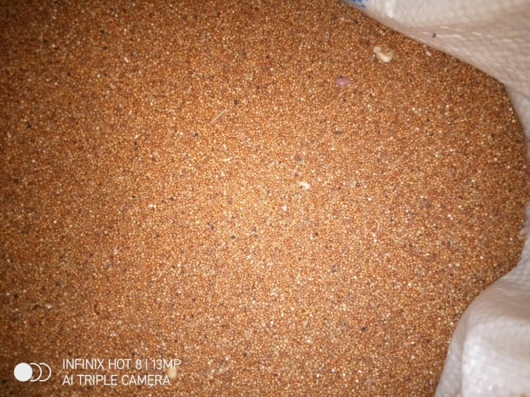 Milheto from Zâmbia