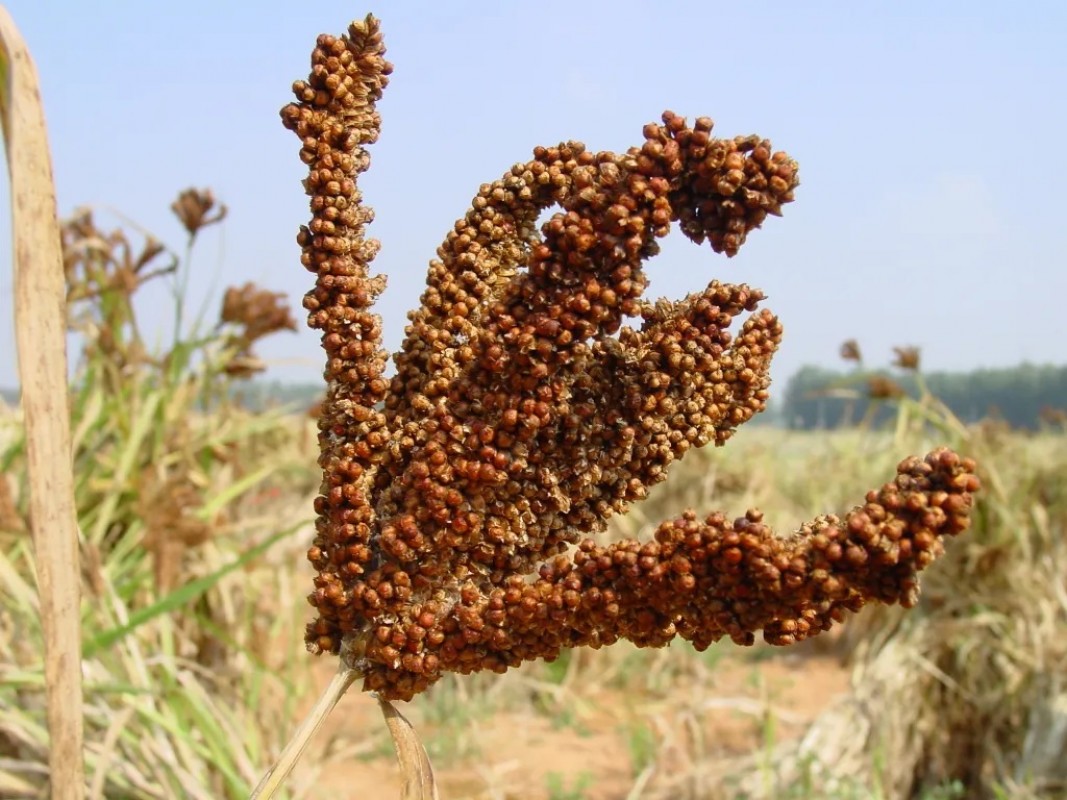 Brown Finger Miller(Ragi)- Zambia from Zambia