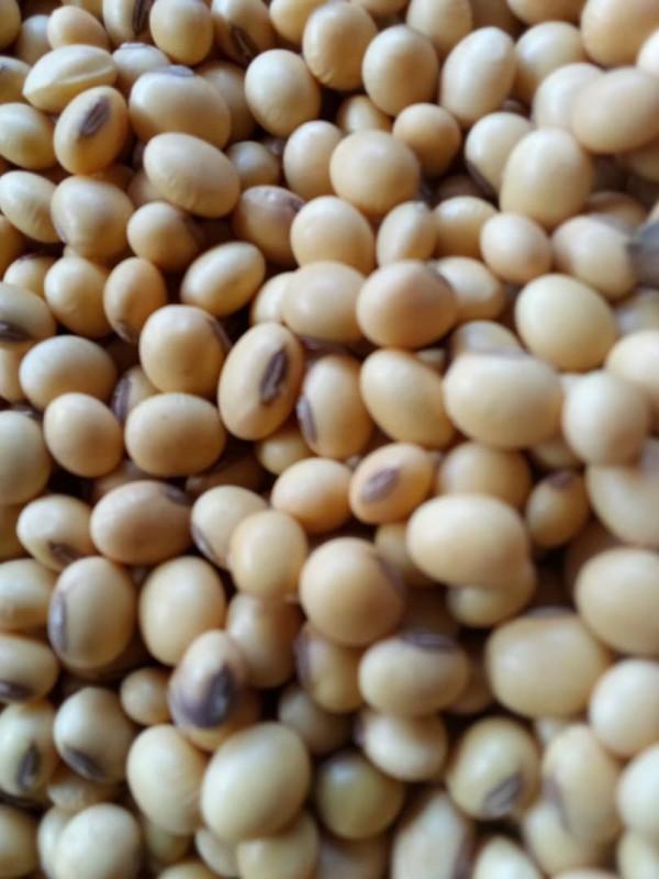 Soybean from Zambia