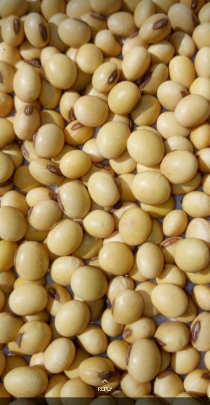 Soy beans from Zambia